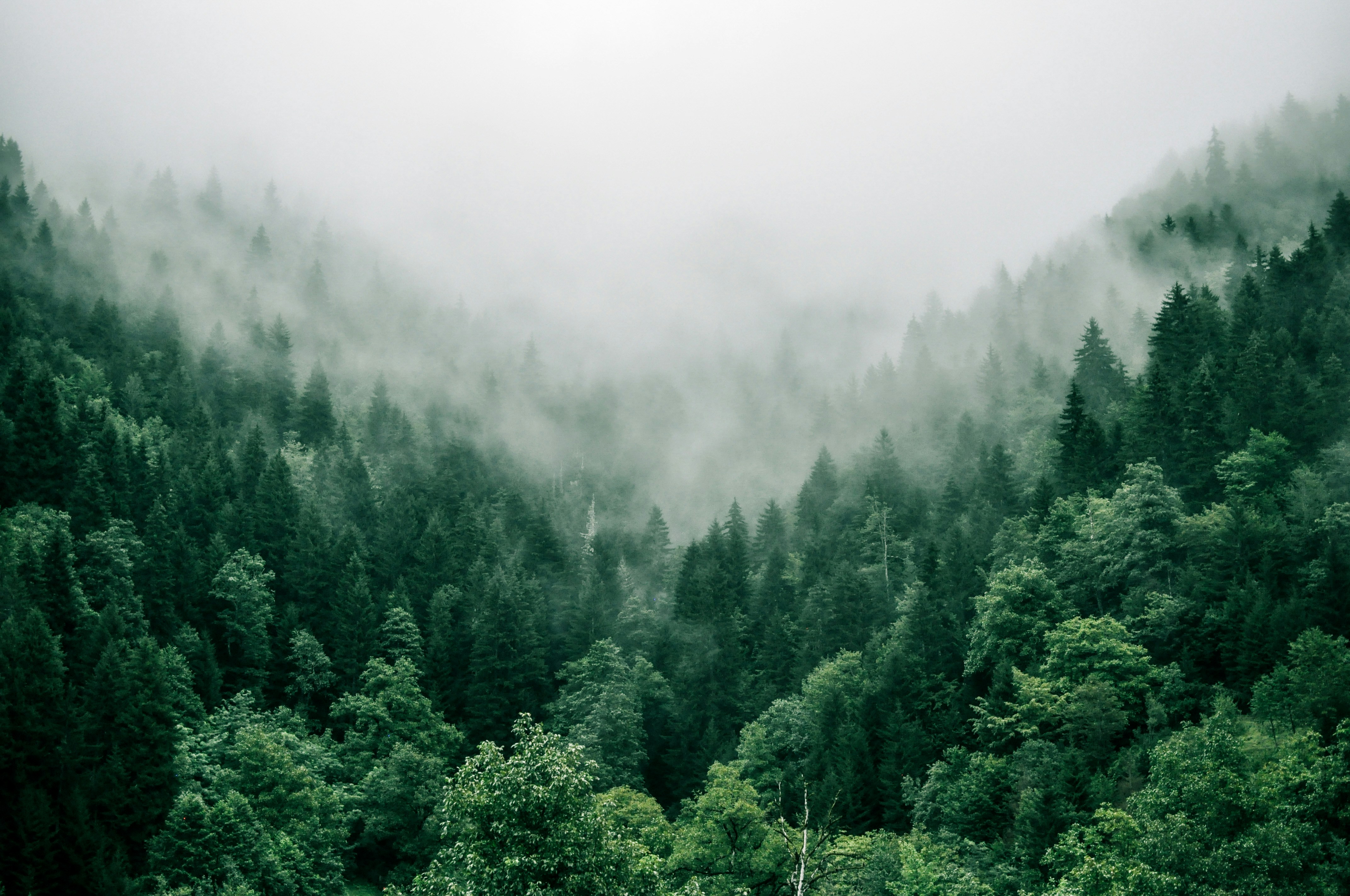 Trees